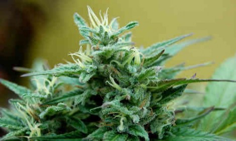 ObSBA deberá pagar un tratamiento de cannabis medicinal